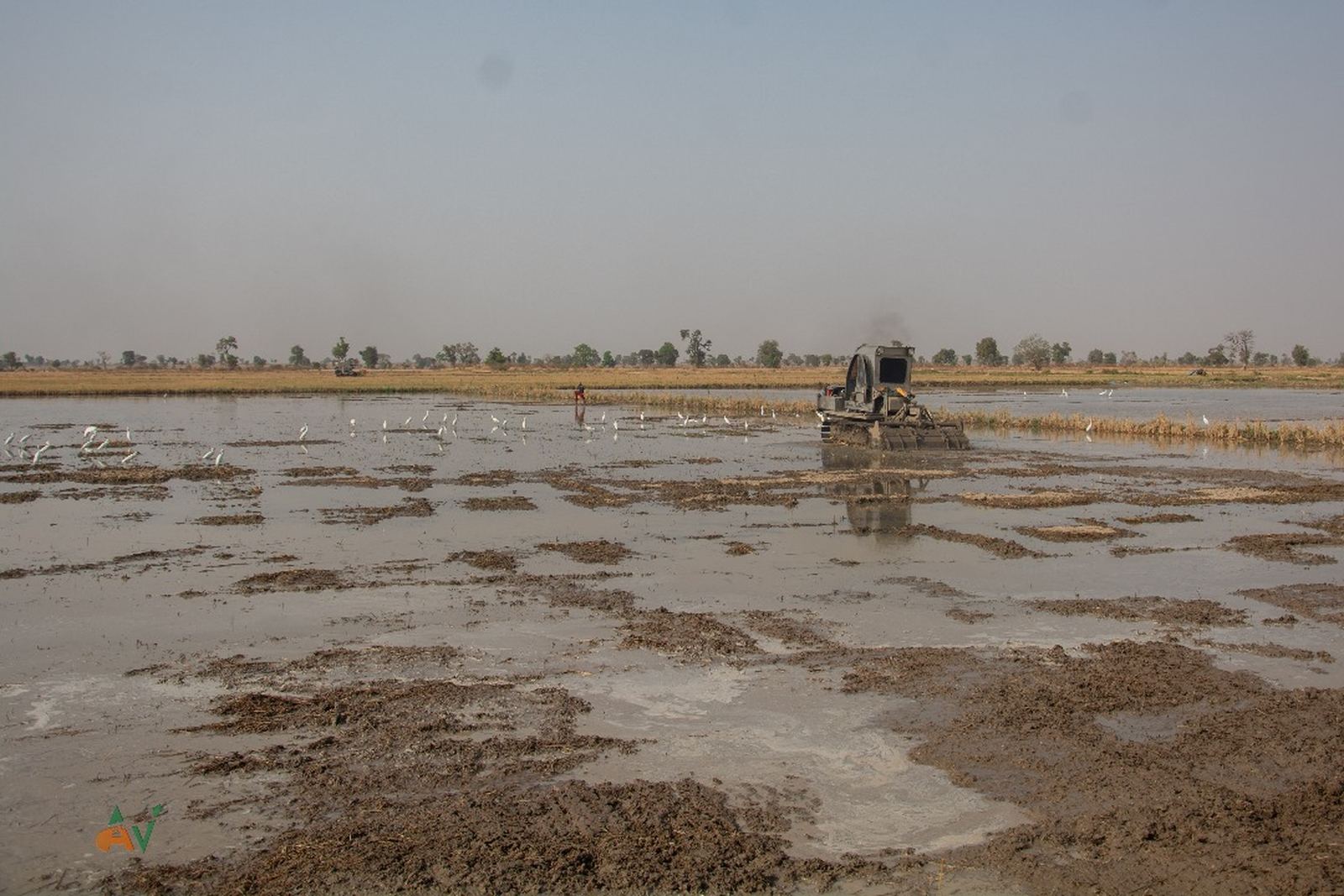 Land opened up and levelled for rice