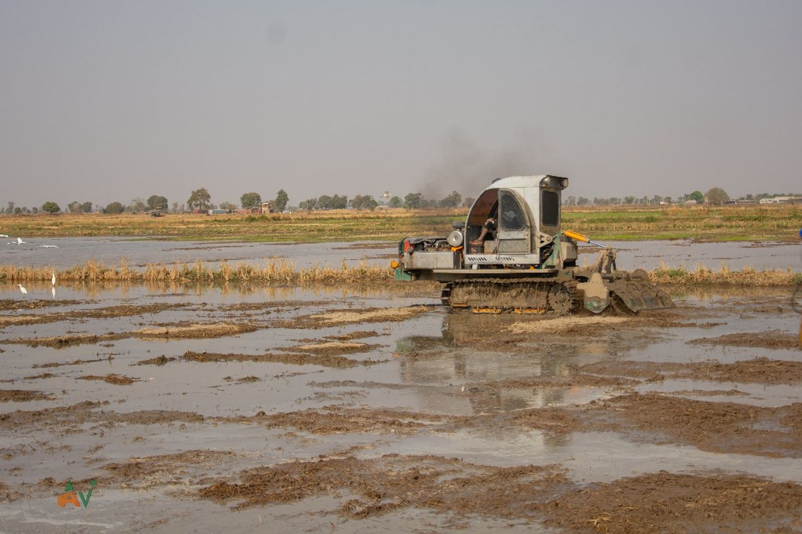 Puddling flooded paddy before transplanting